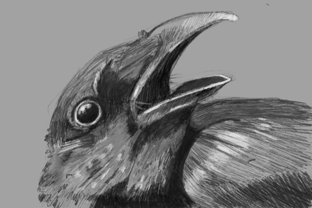 crow study ii