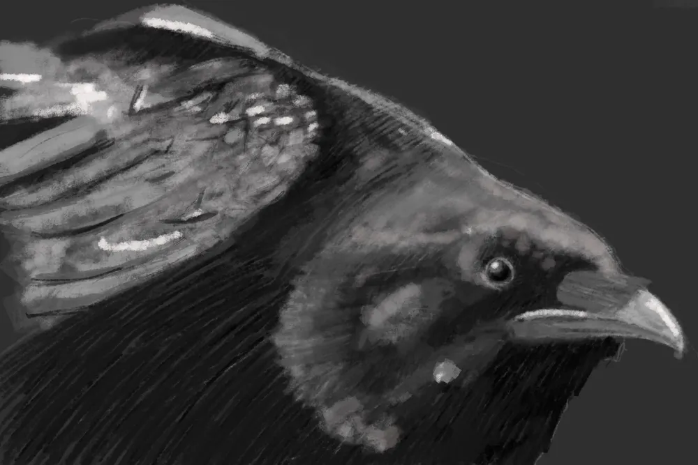 crow study i