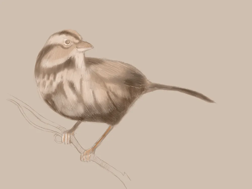 Sparrow Story