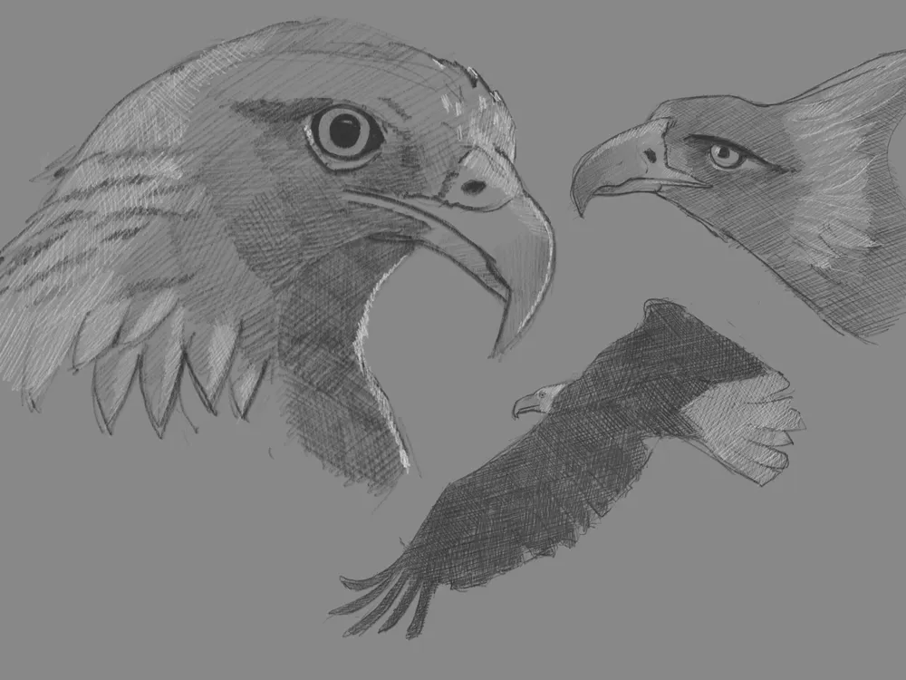 Eagle Echo