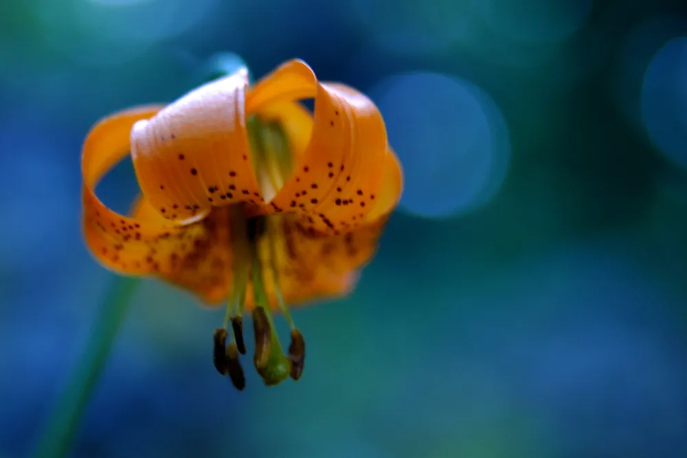 Tiger Lily (c. 2000s, digital) At the end of a pretty hard hike high up on the Olympic peninsula.