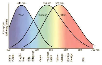 Spectral absorption curves for the three cones – red, green and blue – of the human eye.