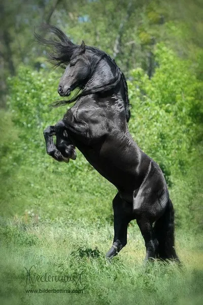 Reference images used for this picture – Pinterest is a great resource
