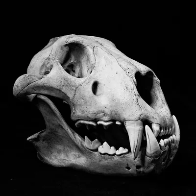 Bear skull